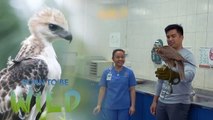 Doc Ferds Recio visits a specialized falcon clinic in the United Arab Emirates | Born to be Wild