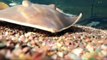 Why Stingrays Love Eating Their Meals Like Kabobs