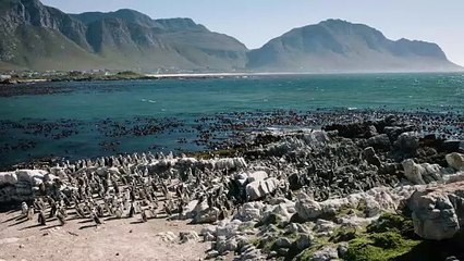 Welcome to Stony Point and Boulder Beach, The Home of These Amazing African Penguins