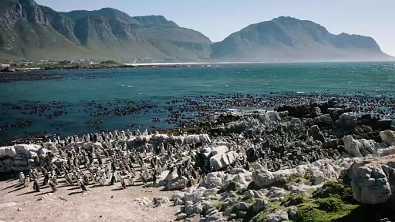 Welcome to Stony Point and Boulder Beach, The Home of These Amazing African Penguins
