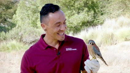Why These American Kestrels Are Known The World Over as ‘Jet Fighters?’