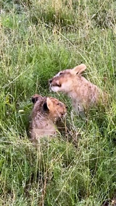 Sarah Lavoine partage des images de ses vacances avec ses trois enfants, Yasmine, Roman et Milo, en Afrique du Sud, de superbes animaux