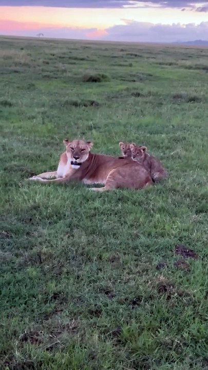 Sarah Lavoine partage des images de ses vacances avec ses trois enfants, Yasmine, Roman et Milo, en Afrique du Sud