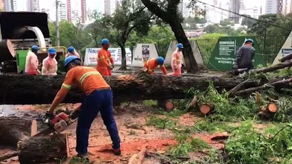 Queda de árvore é registrada no Bairro Country e via fica interditada