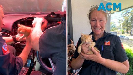 Firefighters perform 'Pawsitively Purr-fect' rescue as Kitten takes dash to freedom