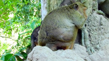 OMG- Poor baby monkey need help from his mummy _ What happen her baby