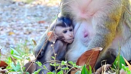 OMG- mummy monkey shark hand