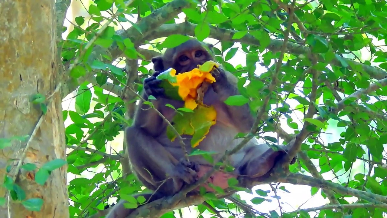 Sweet Pea eating mango to much _ Sweet pea monkey become fat from now on