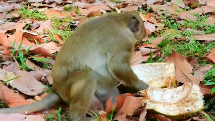 Sweet Pea Eat Banana So Sweet