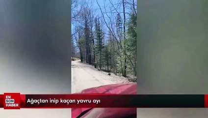 Ağaçtan inip kaçan yavru ayı