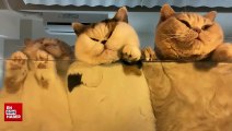 Cam sehpa altından kedilerin sevimli halleri