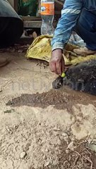 No sobrevivió el monito 'manechi' rescatado en medio de las llamas