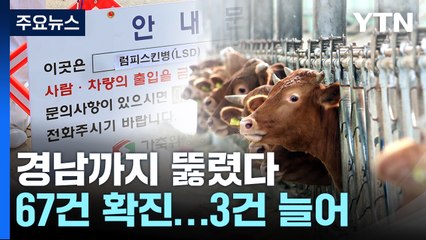 경남에서도 럼피스킨병 발생..."백신 접종 총력" / YTN