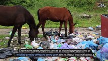What Are The Impacts of Illegal Dumping of Wastes