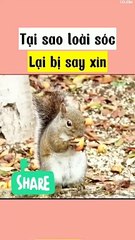 Tại sao loài sóc lại bị say xỉn
