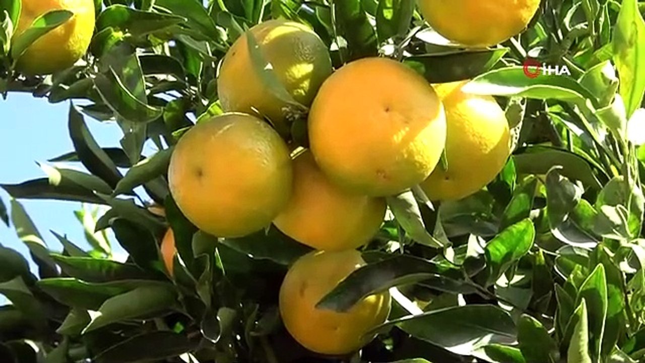 Mandalinada Verim Arttı, Fiyatlar Düştü