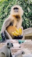 langoor aur bandar ki ladai, Langoor Viral Reels, Reels Video, Viral Reels, Trending Song, Shorts