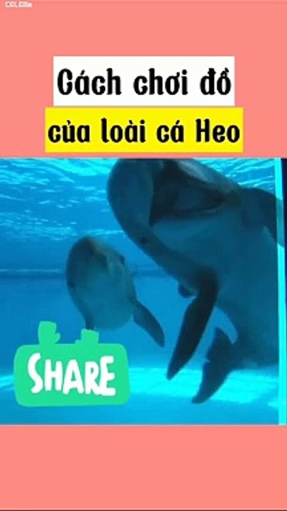 Cách chơi đồ của loài cá heo