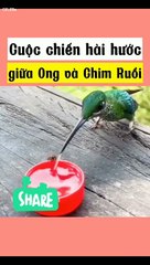 Cuộc chiến hài hước giữa loài ong và chim ruồi