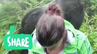 Tại sao bạn nên đứng im khi đối mặt với khỉ đột