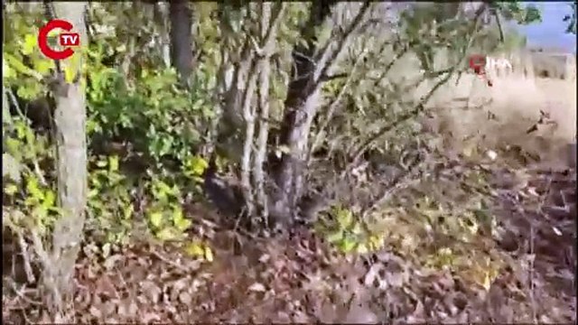 Son Dakika... İçişleri Bakanı Yerlikaya duyurdu: Terör örgütüne yönelik 28 ilde 61 bin 500 jandarma ile Kahramanlar operasyonu gerçekleştirildi