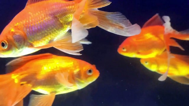 Most BEAUTIFUL colorful FISHES In The World koi goldfish stunning