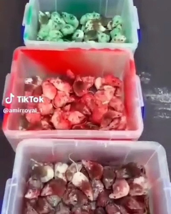 İngiltere'de Filistin destekçisi bir grup McDonald'a fare bıraktı: Canın cehenneme İsrail