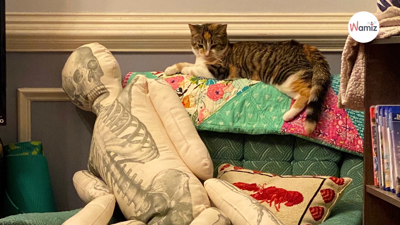 Halloween: Katze entdeckt ein Skelett auf dem Sofa und reagiert völlig unerwartet!