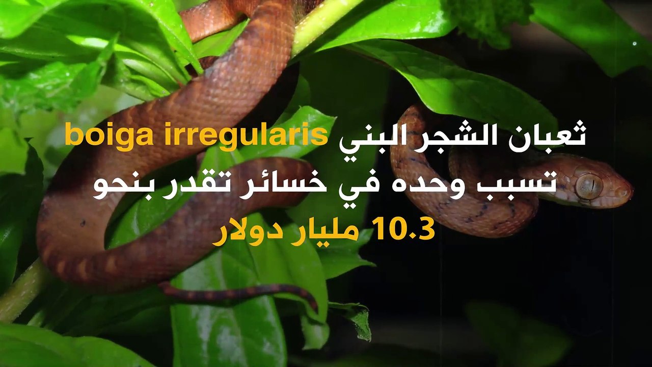 ضفدع وثعبان تسببا في خسائر تقدر بمليارات الدولارات!
