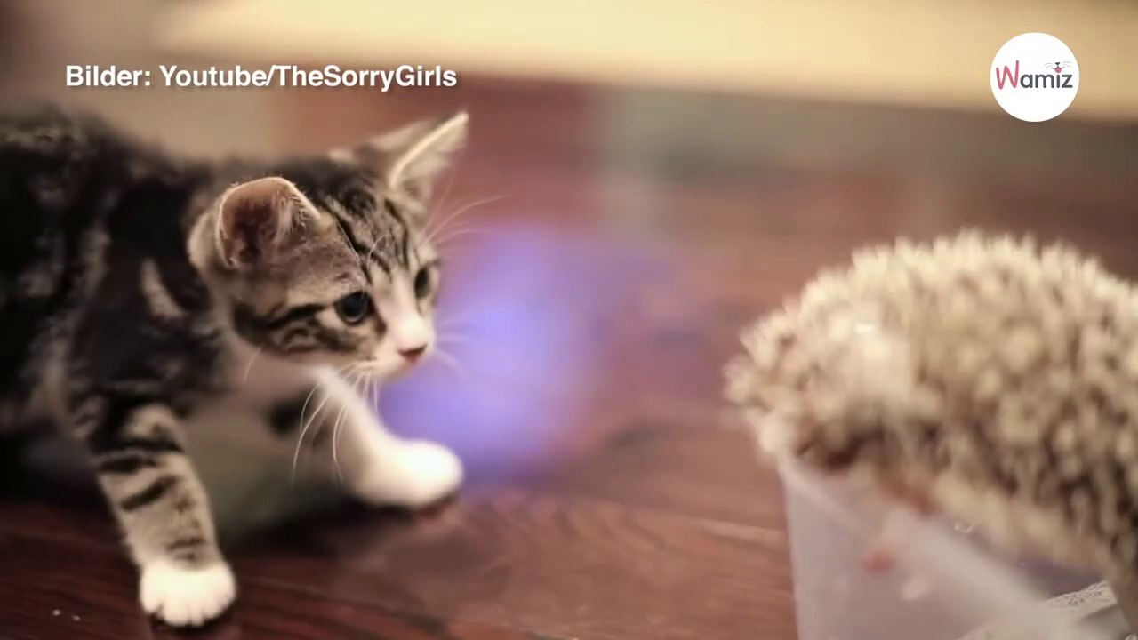 Kleine Katze sieht einen Igel, doch es kommt ganz anders als erwartet