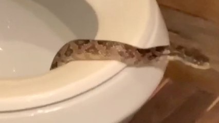 Man finds live snake in his toilet