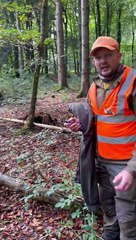 Untangling A Deer From Ropes