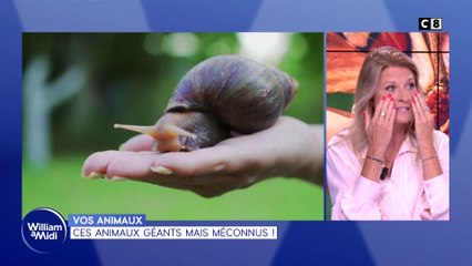 Vos animaux : Ces animaux géants mais méconnus !
