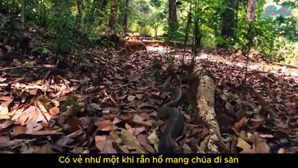 Rắn Hổ Mang Chúa Cỗ Máy Diệt Rắn Của Tự Nhiên