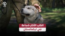 الكلب الأكثر شجاعة في تركمانستان