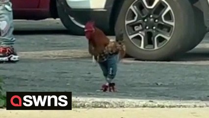 Chicken spotted walking the streets in a pair of JEANS