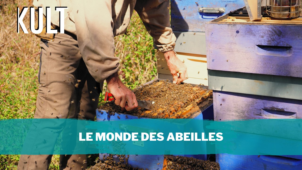 Le monde des abeilles