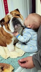 Small Dog Lover Says Goodbye To Bulldog