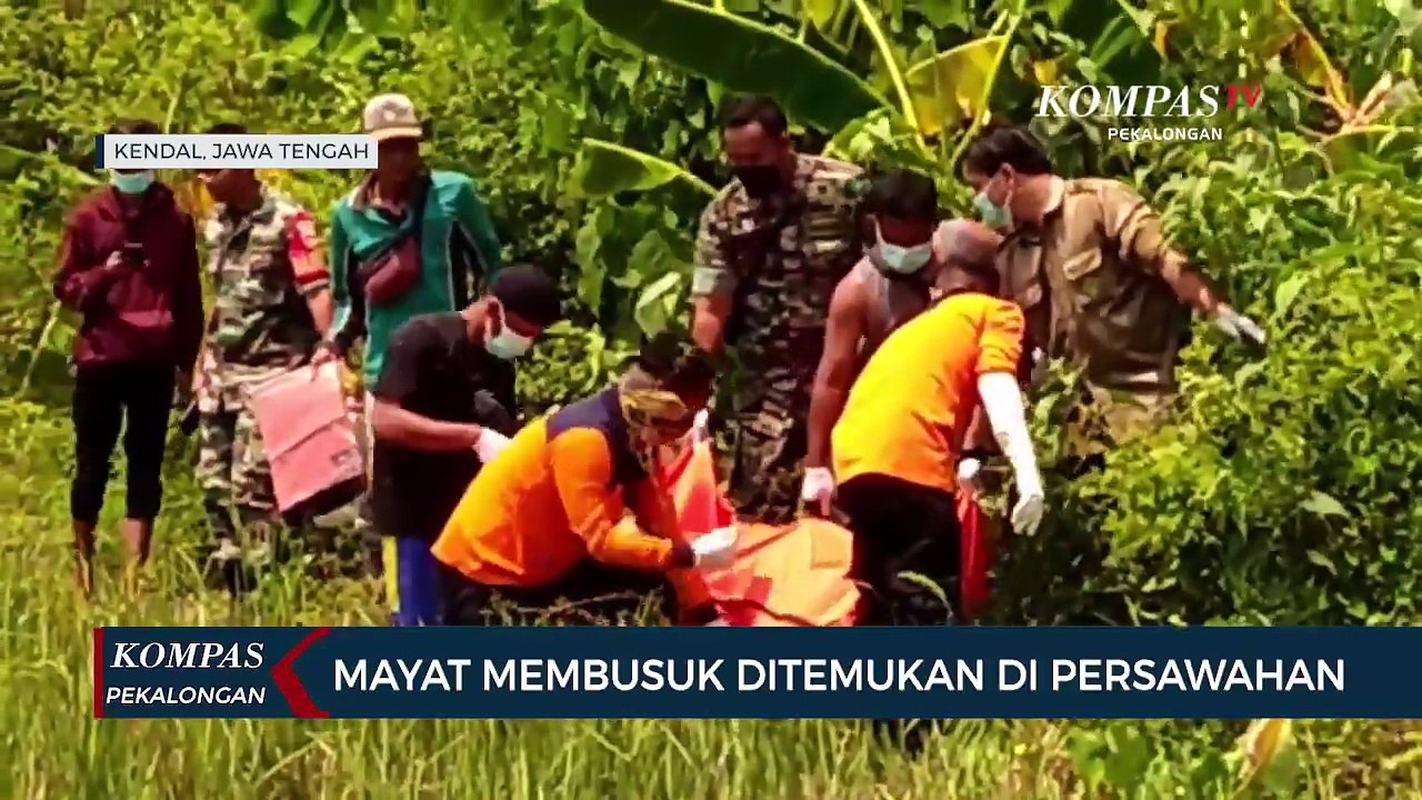 Mayat Laki-laki Membusuk di Sawah Weleri Kendal, Diduga Meninggal 2 Hari Lalu
