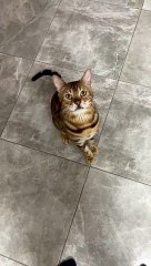 Raspy Cat Breaks Into Bag Of Dog Food