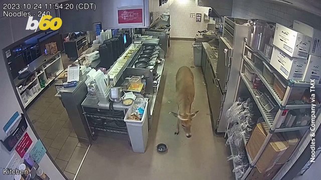 Unexpected Guest Causes Chaos at Local Wisconsin Eatery