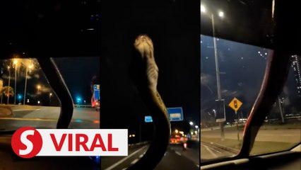 Python pops up from hood of moving car