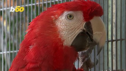 California Program Aims to Stop Illegal Wildlife Trafficking