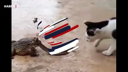 Kurbağa tarafından yenilen yılan, kediyle böyle dövüştü