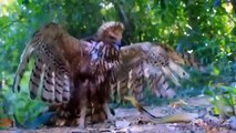Too Painful.. Snake Steals Eagle's Eggs From The Nest And Is Discovered _ What Will Happen Next_