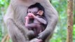 Oh No! Natty Almost Broken Hand cos mom wrong Dragging #Monkey-Animals