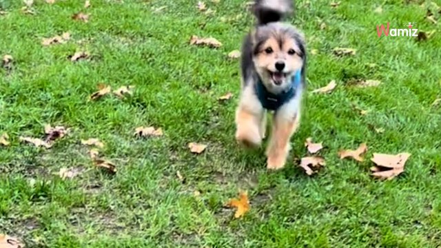 Un petit chien abandonné est adopté : quatre mois plus tard, c'est la transformation ! (vidéo)