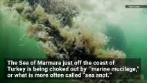 Climate Change Is Causing ‘Sea Snot’ The Spread Like Crazy!