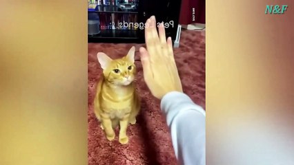 Funniest Cats Videos, The Siliest, Cutest And Funniest Cats 37