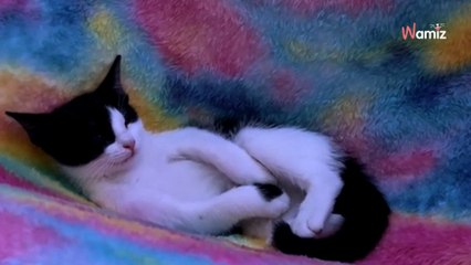 Elle trouve un chaton abandonné sur la route : 3 jours après les internautes sont bluffés par son comportement (vidéo)